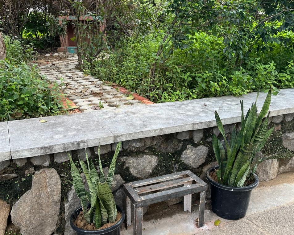 Cat feeding zone near Old Academic Building